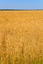 Wheat field and blue sky Royalty Free Stock Photo