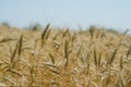 Wheat field