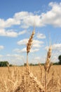 A wheat field with blue sky background