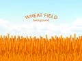 Wheat field and blue sky background