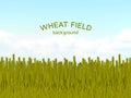 Wheat field and blue sky background