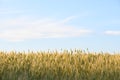 field wheat blue sky beautiful landscape silence freedom Royalty Free Stock Photo