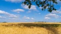 Wheat field and blue sky with clouds Royalty Free Stock Photo