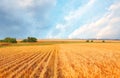 Wheat field and blue sky with clouds Royalty Free Stock Photo