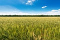 Wheat field with blue sky and clouds Royalty Free Stock Photo