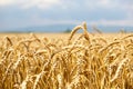 Wheat field with blue sky and clouds and mountain in background Royalty Free Stock Photo