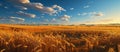 Wheat field and blue sky with clouds. Rich harvest Concept Royalty Free Stock Photo