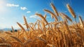 Wheat field and blue sky with clouds. Rich harvest Concept Royalty Free Stock Photo