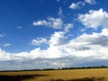 Wheat field with blue sky and clouds