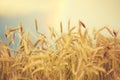 Wheat field, blue sky with colorful rainbow, sunny scene Royalty Free Stock Photo