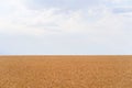 Wheat field and blue sky, countryside, harvest