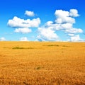 Wheat field and blue sky minimalistic landscape