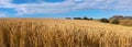 Wheat field and blue sky panoramic view Royalty Free Stock Photo