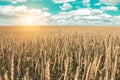 Wheat field and blue sky with picturesque clouds Royalty Free Stock Photo