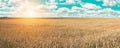Wheat field and blue sky with picturesque clouds Royalty Free Stock Photo