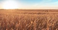 Wheat field and blue sky with picturesque clouds at sunset. Royalty Free Stock Photo