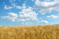 Wheat field