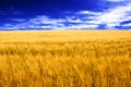 Wheat field and blue sky with some clouds Royalty Free Stock Photo