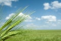Wheat field and blue sky spring landscape Royalty Free Stock Photo