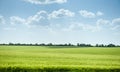 Wheat field and blue sky spring landscape Royalty Free Stock Photo