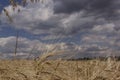 Wheat field with blue sky with sun and clouds, landscape background