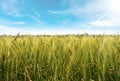 Wheat Field with Blue Sky and Sun Rays Royalty Free Stock Photo