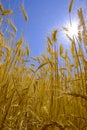 Wheat in Field with Blue Sky and Sun Sunstar Royalty Free Stock Photo