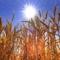 Wheat in Field with Blue Sky and Sun Sunstar