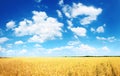 Wheat field and blue sky with white clouds