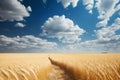 wheat field and blue sky with white clouds, nature abstract background Royalty Free Stock Photo