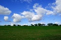 Wheat field and blue sky with white clouds and trees background Royalty Free Stock Photo