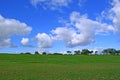 Wheat field and blue sky with white clouds and trees background Royalty Free Stock Photo