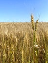 Wheat field with bluesky Royalty Free Stock Photo