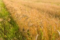 Wheat field border