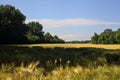 Wheat field bordered by groves on a sunny day in the italian countryside in summer