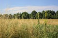 Wheat field bordered by wild flowers with a grove afar in summer in the italian countryside