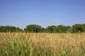 Wheat field bordered by wild flowers with a grove afar in summer in the italian countryside