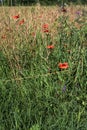 Wheat field bordered by wild flowers with a grove afar in summer in the italian countryside