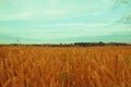 Wheat field, bright colors, daytime sky