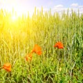 Wheat field and a bright sunrise on a blue sky. Royalty Free Stock Photo