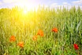 Wheat field and a bright sunrise on a blue sky. Royalty Free Stock Photo