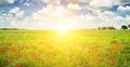 Wheat field and a bright sunrise on a blue sky. Wide photo Royalty Free Stock Photo