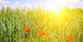 Wheat field and a bright sunrise on a blue sky. Wide photo Royalty Free Stock Photo