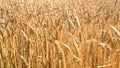 Wheat field caressed by the wind