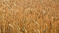 Wheat field caressed by the wind