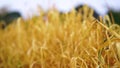 Wheat Field Caressed by Wind with trees on Background HD