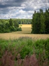 Wheat field in Central Russia. Royalty Free Stock Photo