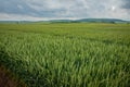 wheat field, cereal crops, green ear and beautiful landscape Royalty Free Stock Photo