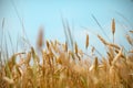 Wheat field and cereal grain against blue skies