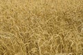 Wheat field. cereals. harvest on an agricultural field. agrarian sector of production Royalty Free Stock Photo